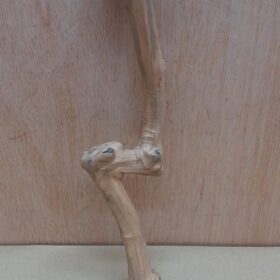 Java Wood - Single Stem - Small 19