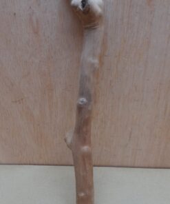Java Wood - Single Stem - Small 20