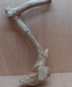 Java Wood - Single Stem - XL 12