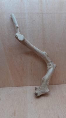 Java Wood - Single Stem - XL 13