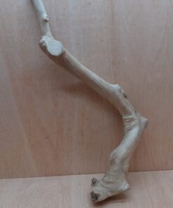 Java Wood - Single Stem - XL 13