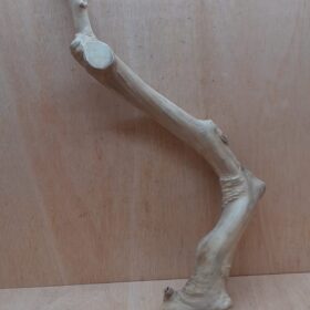 Java Wood - Single Stem - XL 13