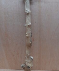 Java Wood - Single Stem - XL 14