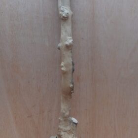 Java Wood - Single Stem - XL 14