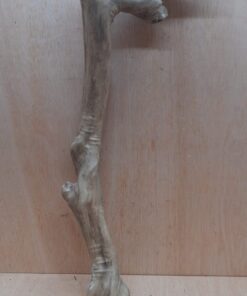 Java Wood - Single Stem - XL 15