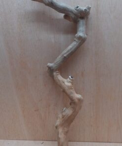 Java Wood - Single Stem - XL 17