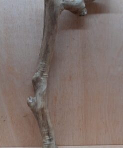 Java Wood - Single Stem - XL 16