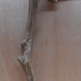 Java Wood - Single Stem - XL 16