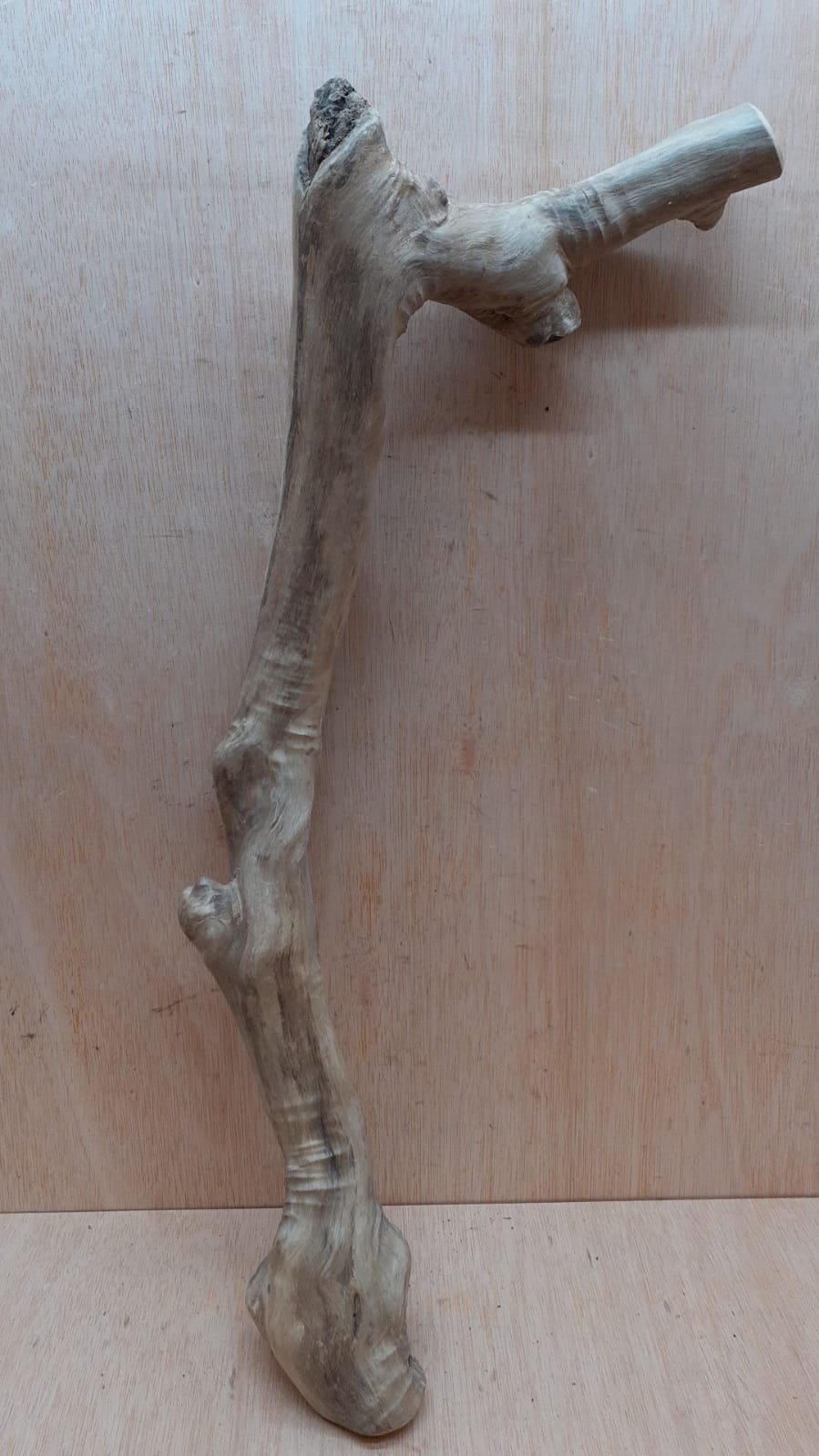 Java Wood - Single Stem - XL 16