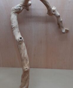 Java Wood - Single Stem - XL 15