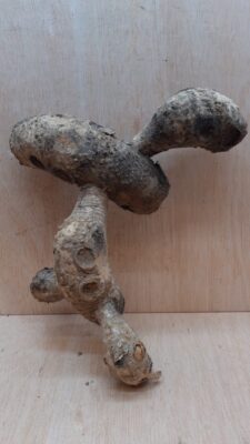 Bamboo Root - Small - 4