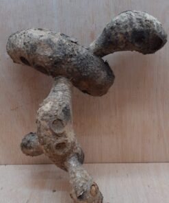 Bamboo Root - Small - 4