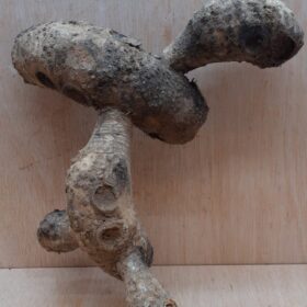 Bamboo Root - Small - 4