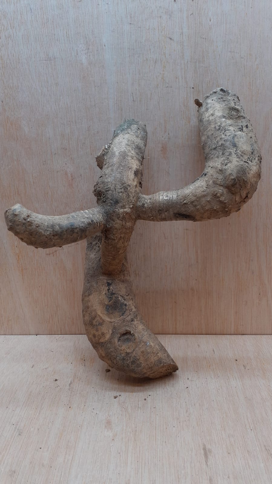 Bamboo Root - Small - 7