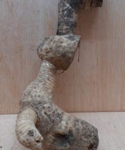 Bamboo Root - Small - 8