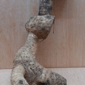 Bamboo Root - Small - 8