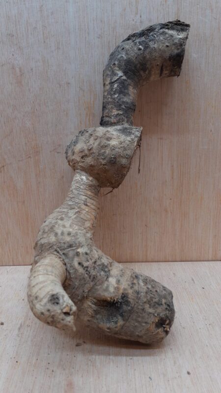 Bamboo Root - Small - 8