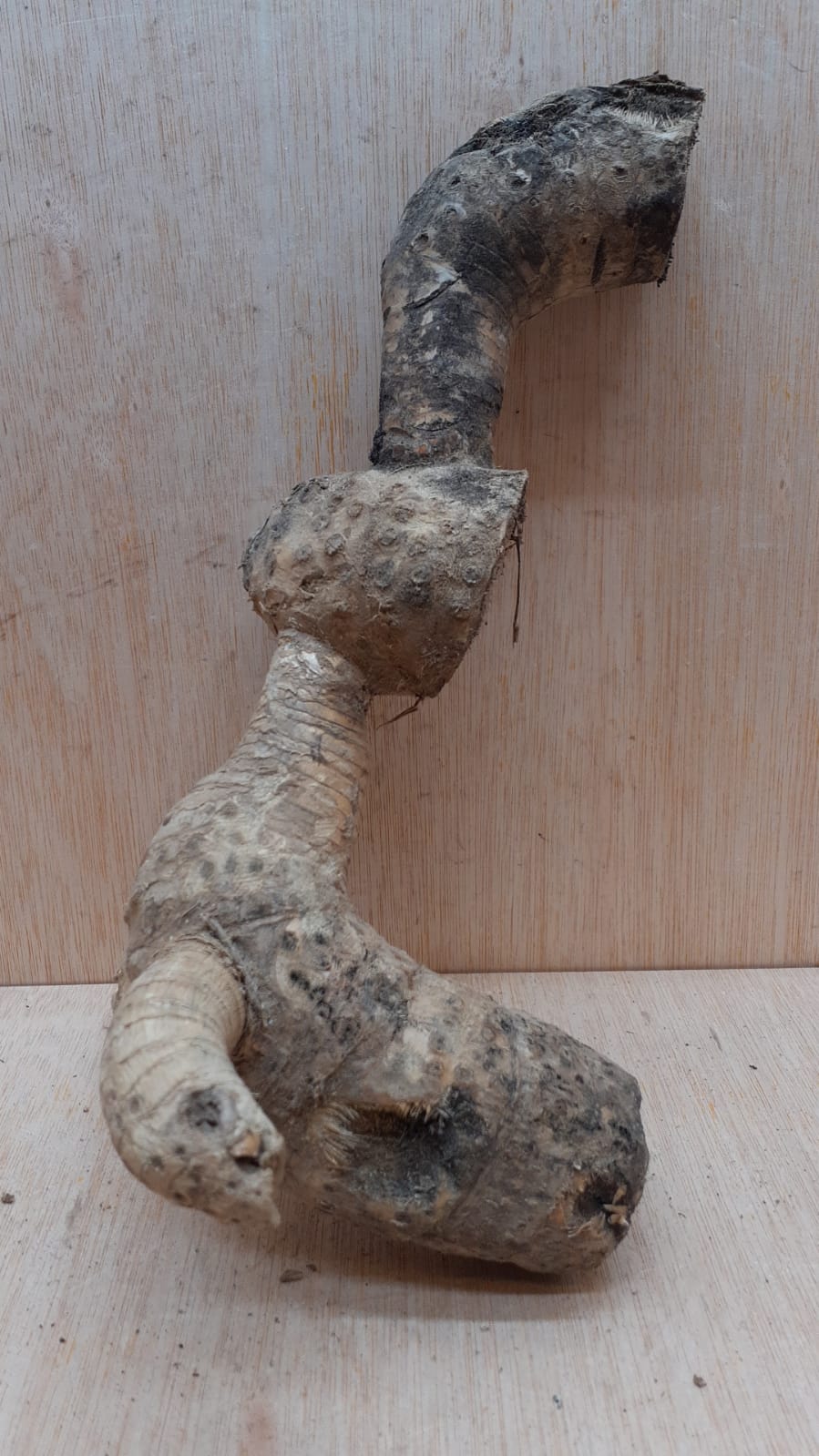 Bamboo Root - Small - 8