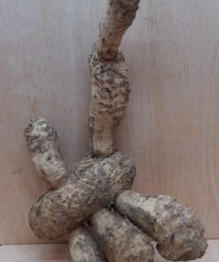 Bamboo Root - Small - 10