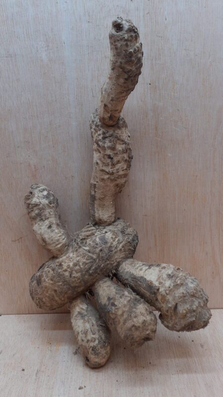 Bamboo Root - Small - 10