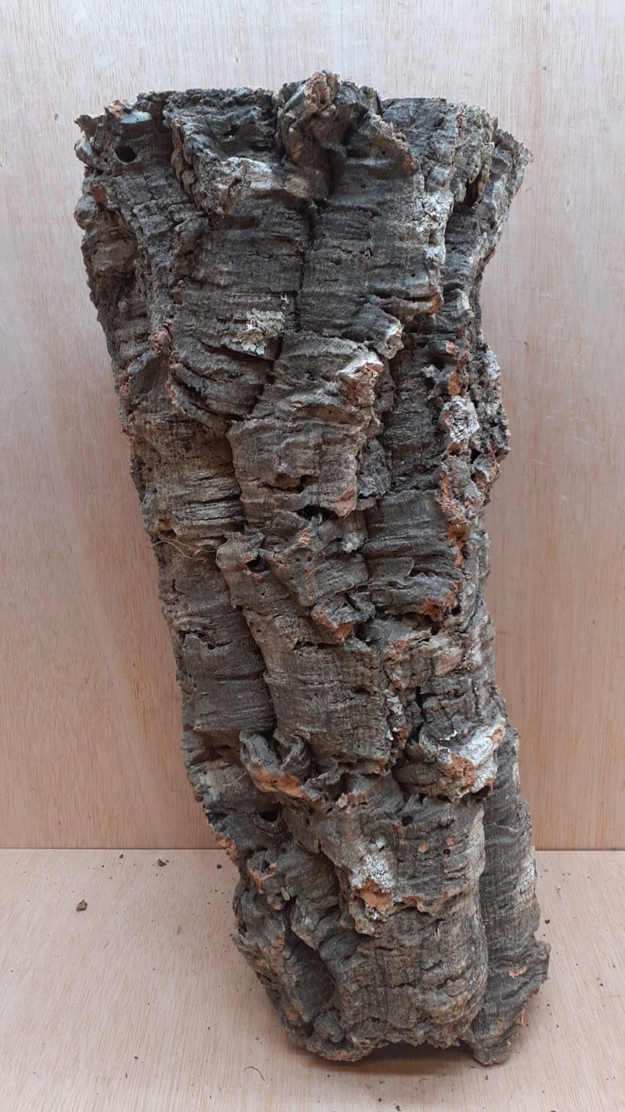 Large Cork Tube - 40-60cm - 17