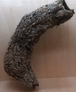 Large Cork Tube - 60-80cm - 15