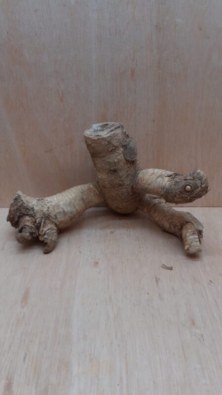 Bamboo Root - Small - 3