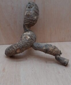 Bamboo Root - Small - 1