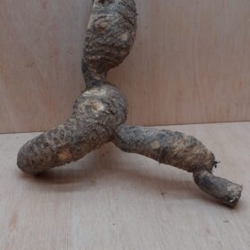 Bamboo Root - Small - 1