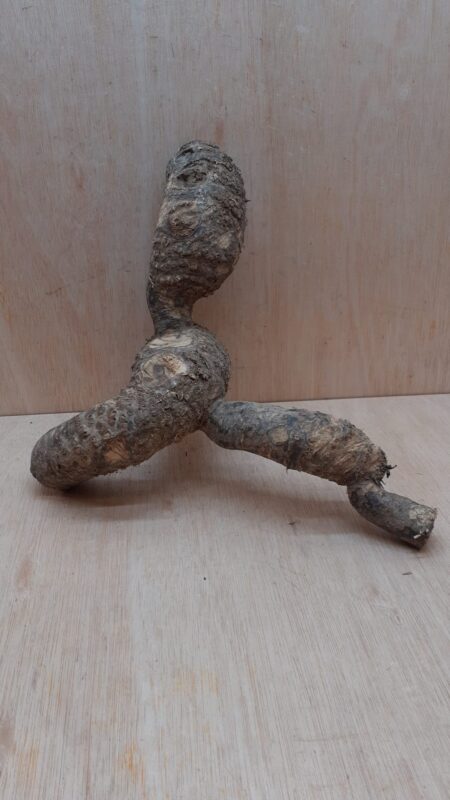 Bamboo Root - Small - 1