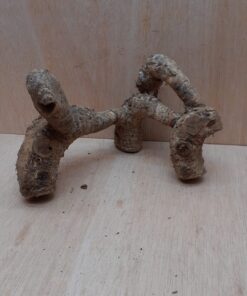 Bamboo Root - Small - 6