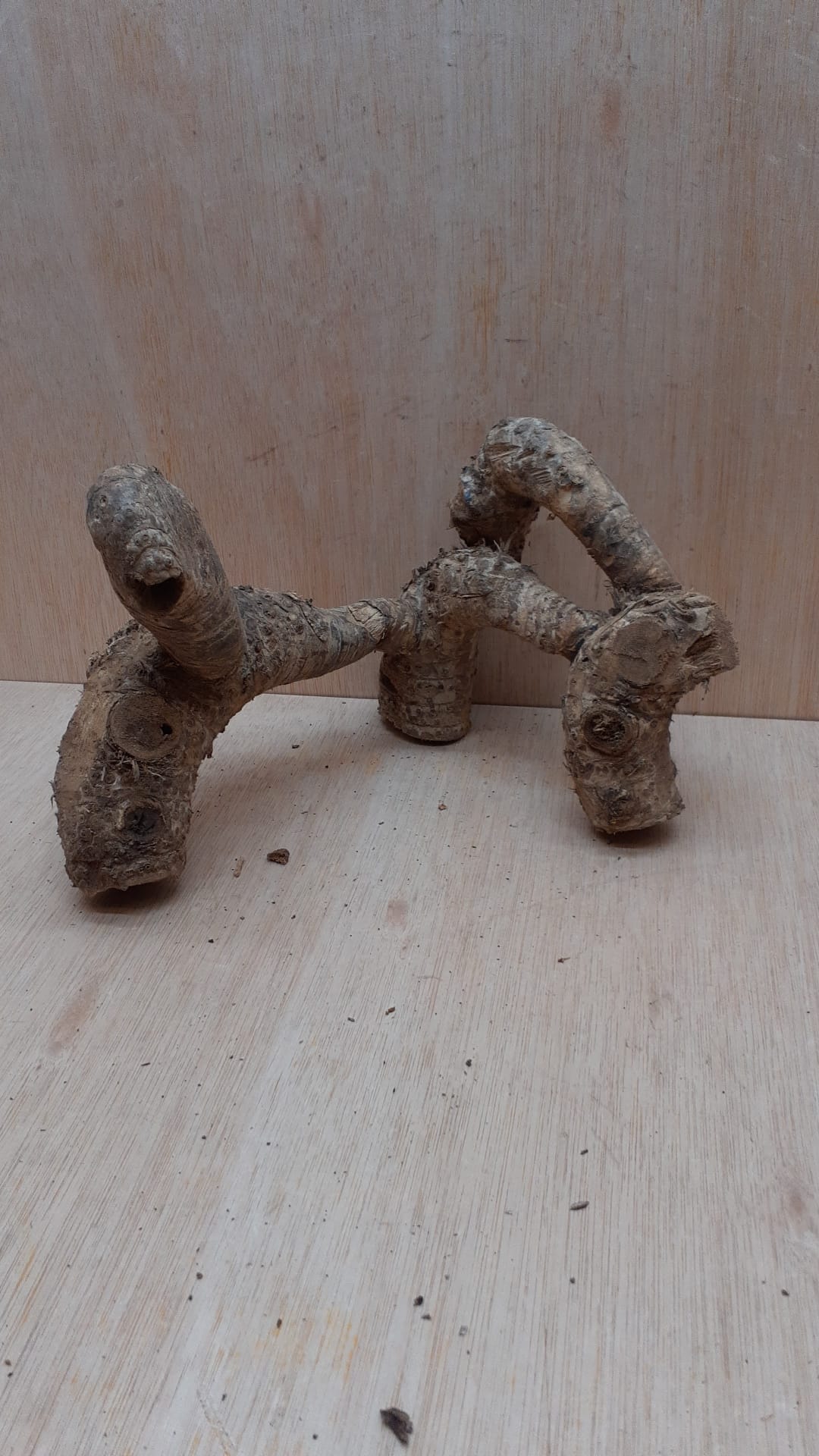 Bamboo Root - Small - 6