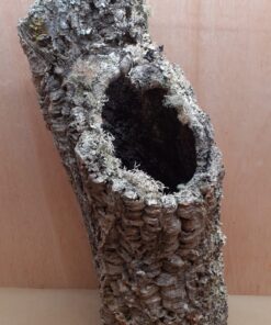 Large Cork Tube - 60-80cm - 15