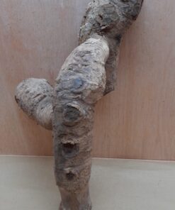 Bamboo Root - Large - 1