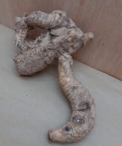 Bamboo Root - Small - 5