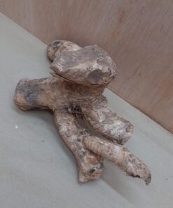 Bamboo Root - Small - 9