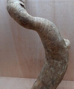 Bamboo Root - Large - 3