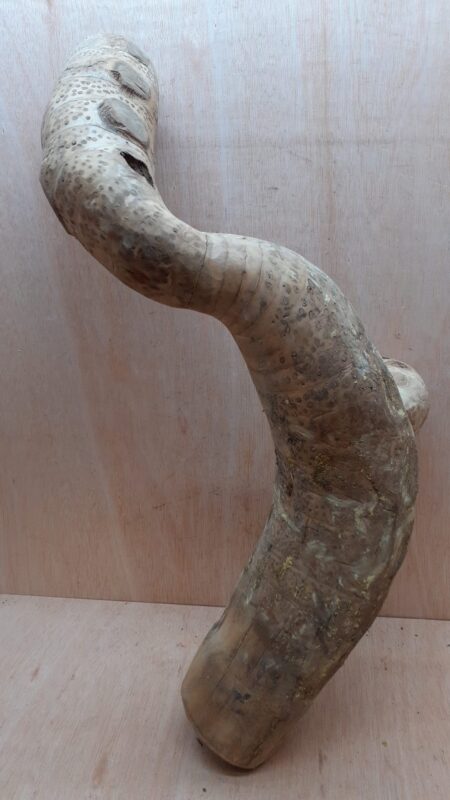 Bamboo Root - Large - 3