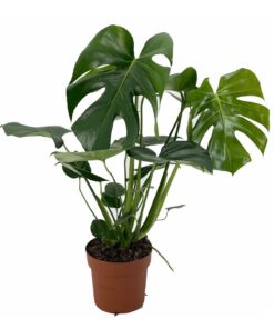 Monstera deliciosa 55cm