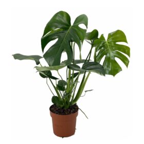 Monstera deliciosa 55cm