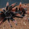 Brachypelma klaasi