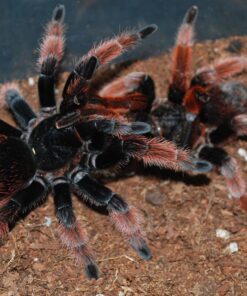 Brachypelma klaasi