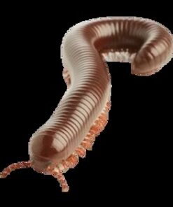 Spirostreptus Sp - Burmese Beauty Millipede