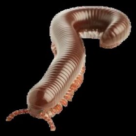 Spirostreptus Sp - Burmese Beauty Millipede