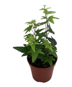 Hedera helix Jacobine