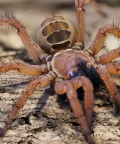 Orphnaecus sp. “Blue Querzon”