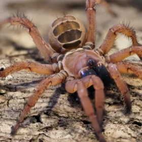 Orphnaecus sp. “Blue Querzon”