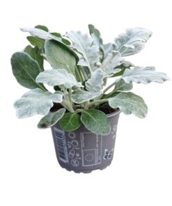 Senecio Silver Dust