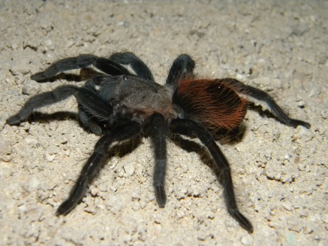 Tlitocatl vagans