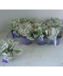 Tradescantia Unicorn